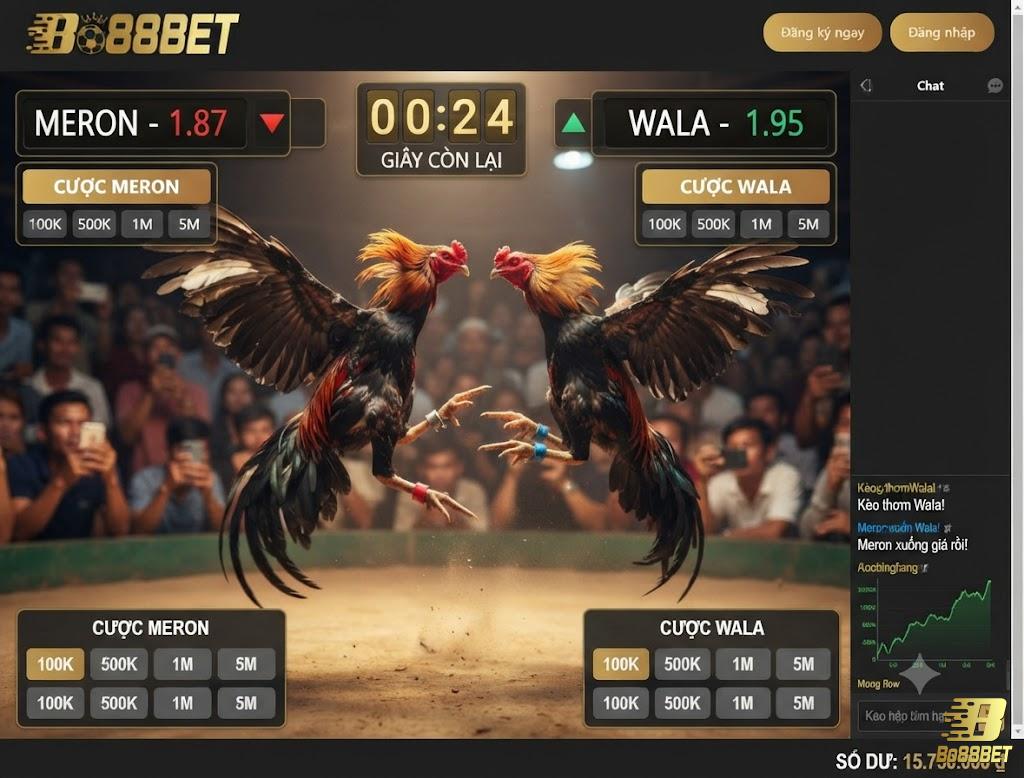 Đá gà ăn tiền trực tiếp tại Bo88bet: đọc kèo Meron Wala và mức cược